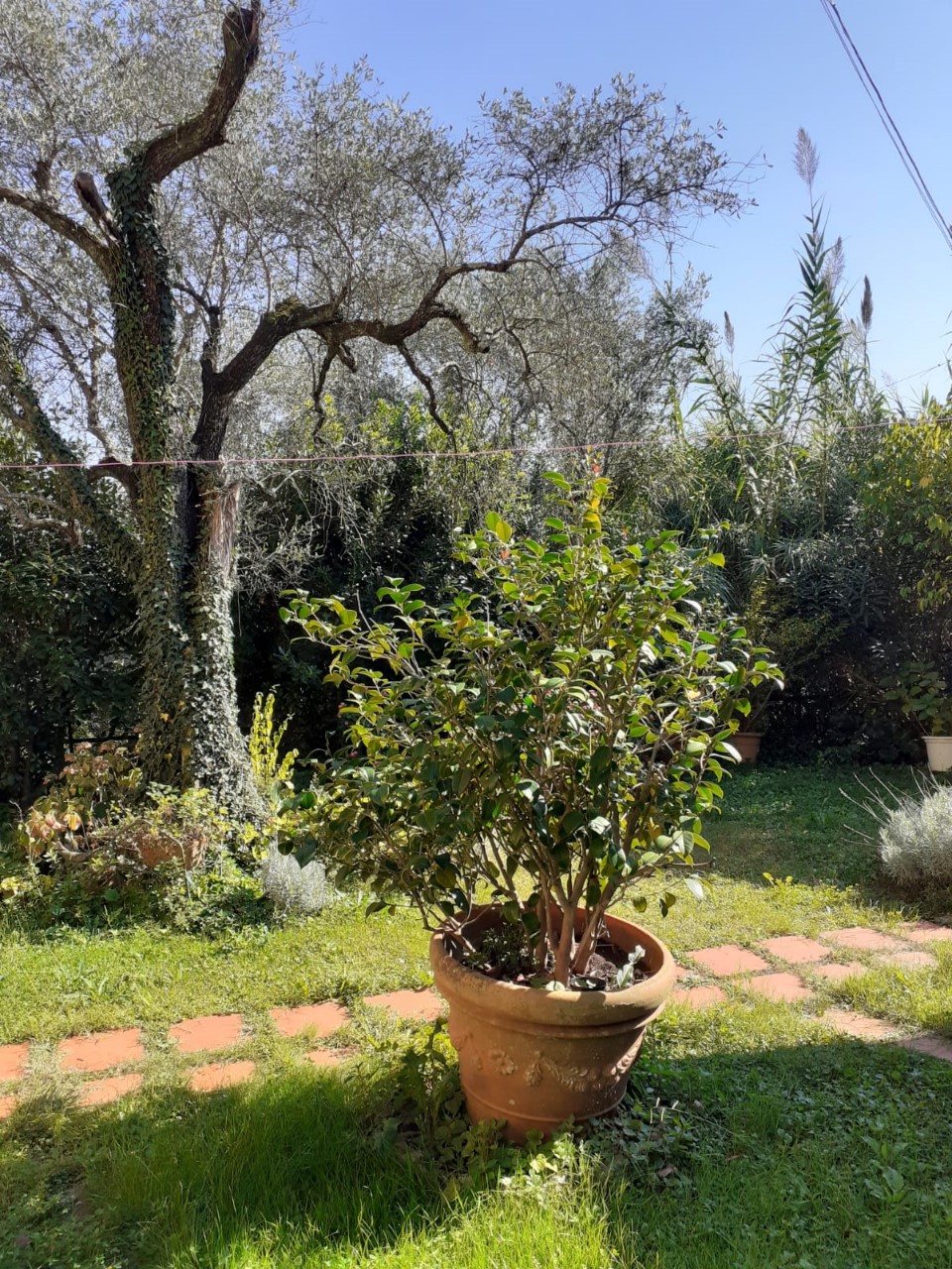 Foto: Appartamento in VENDITA a Ameglia  - 13